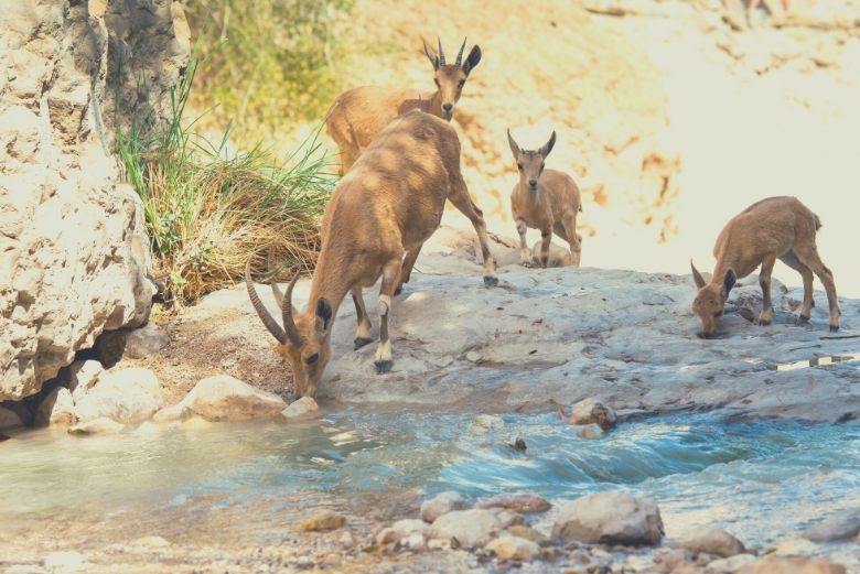 Ein Gedi Oasis